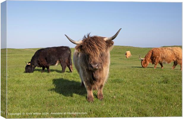 Highland Cow Brora Agriculture Canvas Print by Arch White