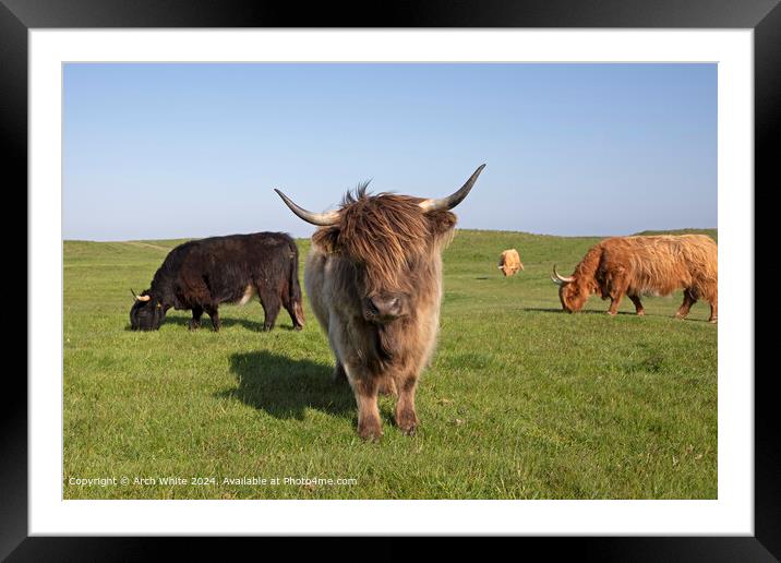Highland Cow Brora Agriculture Framed Mounted Print by Arch White