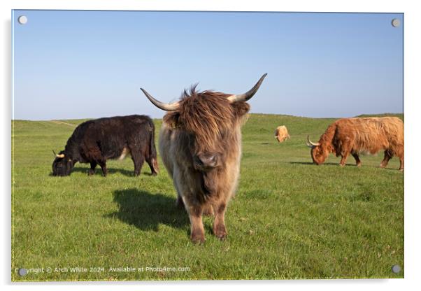 Highland Cow Brora Agriculture Acrylic by Arch White