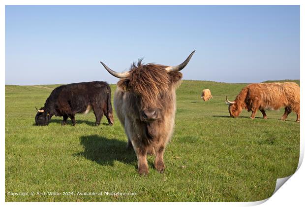 Highland Cow Brora Agriculture Print by Arch White