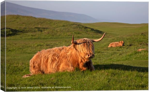 Highland Cow Brora Sunset Canvas Print by Arch White