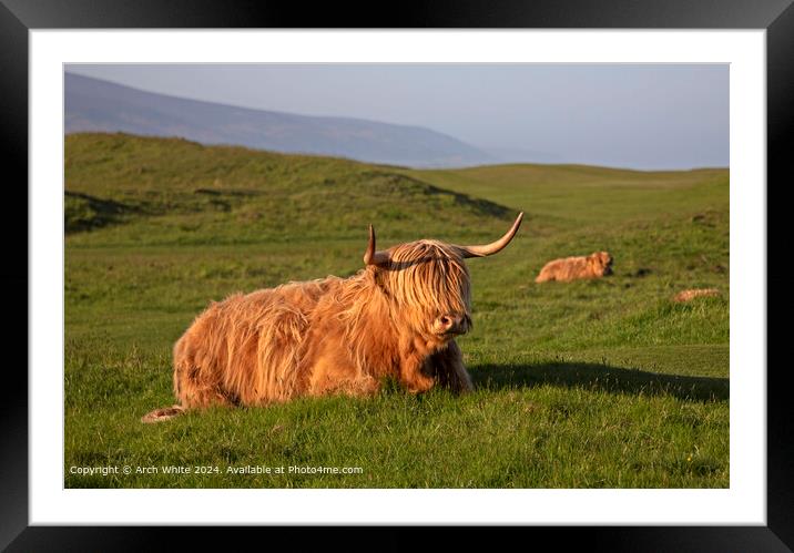Highland Cow Brora Sunset Framed Mounted Print by Arch White
