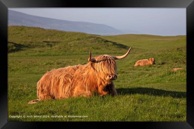 Highland Cow Brora Sunset Framed Print by Arch White