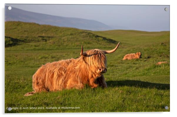 Highland Cow Brora Sunset Acrylic by Arch White