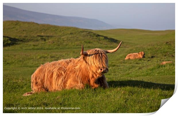 Highland Cow Brora Sunset Print by Arch White
