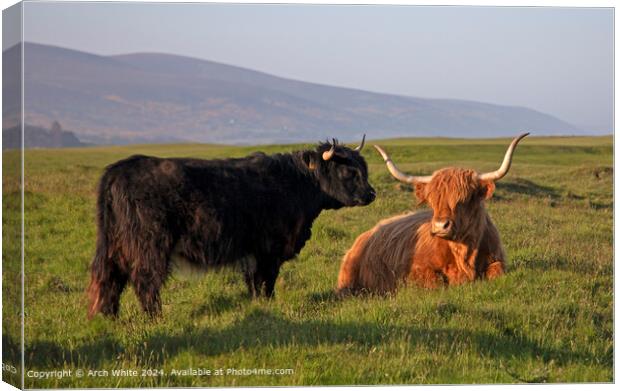 Highland Cattle Brora Sunshine Canvas Print by Arch White