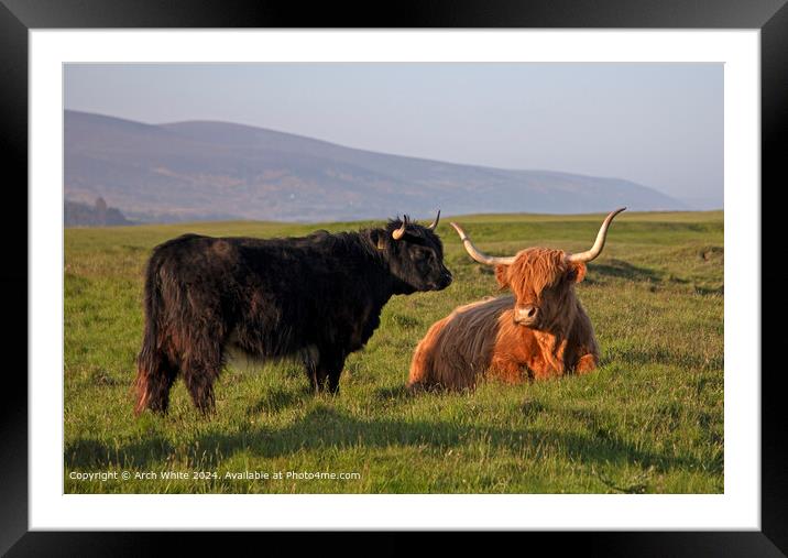 Highland Cattle Brora Sunshine Framed Mounted Print by Arch White