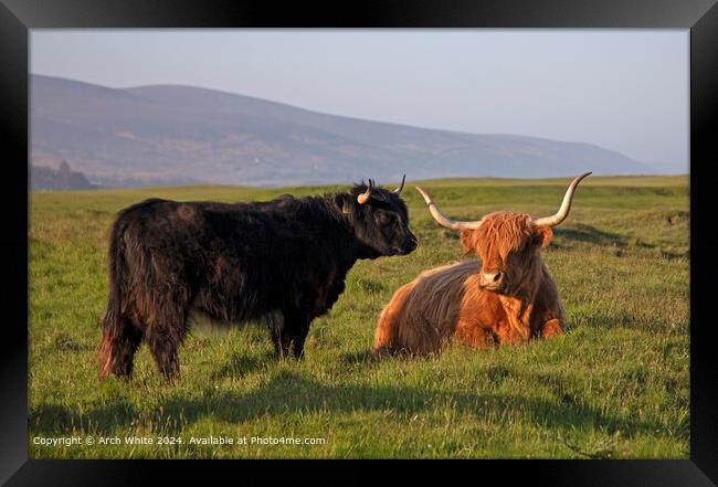 Highland Cattle Brora Sunshine Framed Print by Arch White