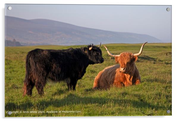 Highland Cattle Brora Sunshine Acrylic by Arch White