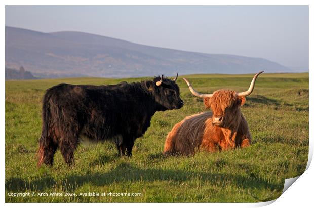 Highland Cattle Brora Sunshine Print by Arch White