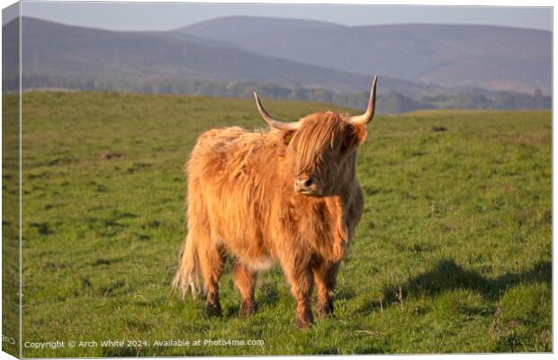 Highland Cow Brora, Scottish Highlands Canvas Print by Arch White