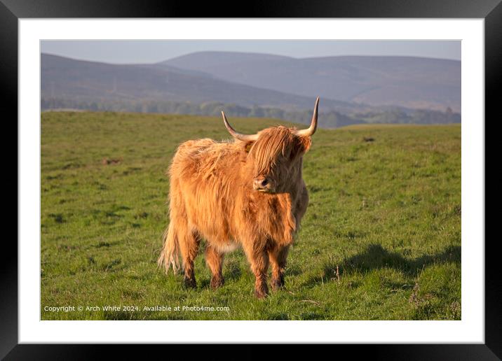 Highland Cow Brora, Scottish Highlands Framed Mounted Print by Arch White
