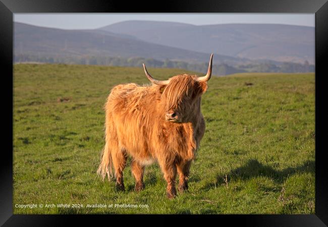Highland Cow Brora, Scottish Highlands Framed Print by Arch White
