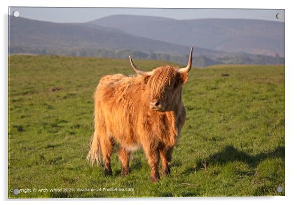 Highland Cow Brora, Scottish Highlands Acrylic by Arch White