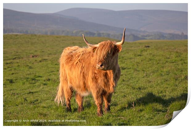 Highland Cow Brora, Scottish Highlands Print by Arch White