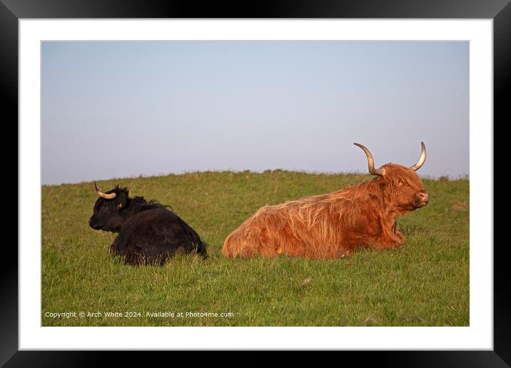 Highland Cows Brora Agriculture Framed Mounted Print by Arch White