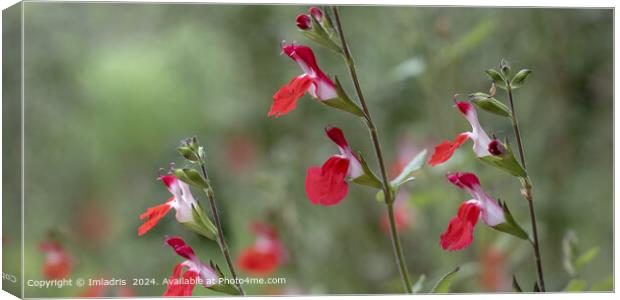 Vibrant Red Salvia Blooms Canvas Print by Imladris 