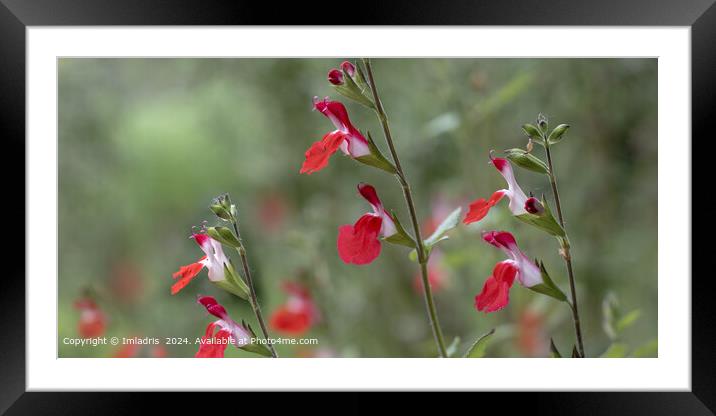 Vibrant Red Salvia Blooms Framed Mounted Print by Imladris 