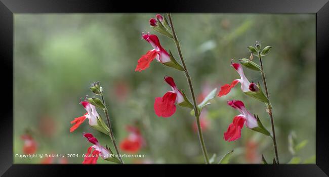 Vibrant Red Salvia Blooms Framed Print by Imladris 