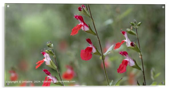 Vibrant Red Salvia Blooms Acrylic by Imladris 
