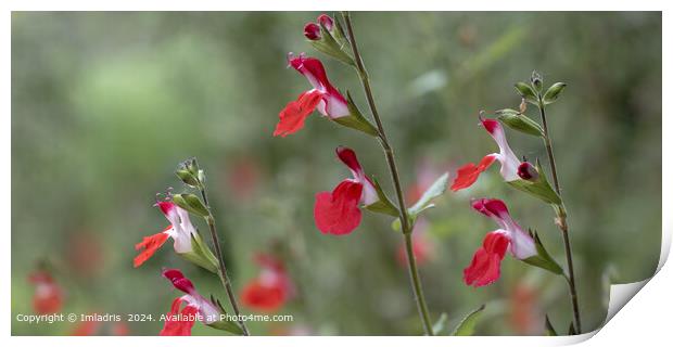Vibrant Red Salvia Blooms Print by Imladris 