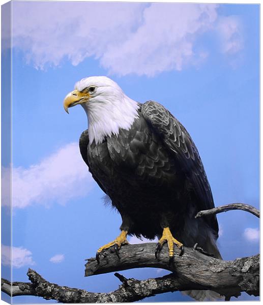 Bird of Prey ..Bald Eagle Canvas Print by Elaine Manley