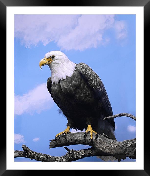 Bird of Prey ..Bald Eagle Framed Mounted Print by Elaine Manley