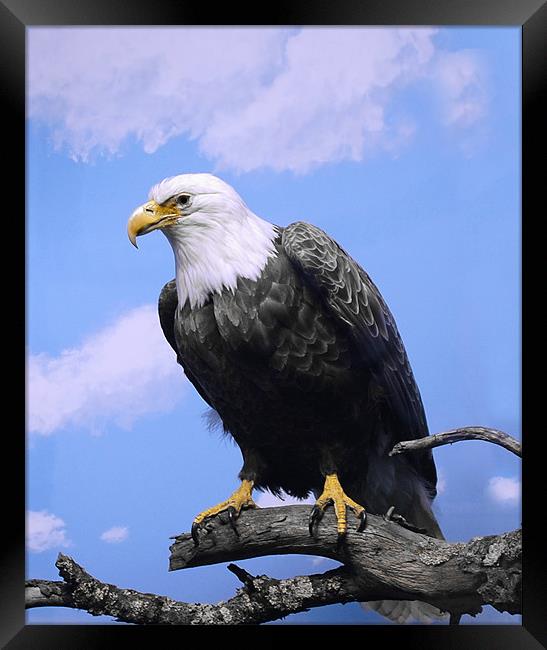 Bird of Prey ..Bald Eagle Framed Print by Elaine Manley