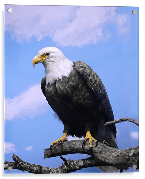 Bird of Prey ..Bald Eagle Acrylic by Elaine Manley