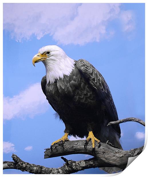 Bird of Prey ..Bald Eagle Print by Elaine Manley