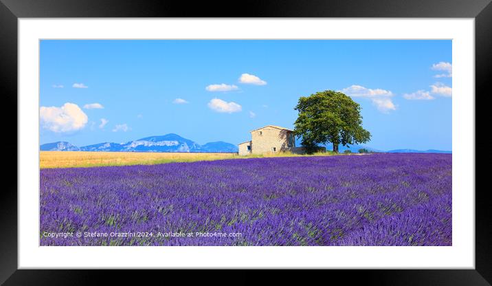 Valensole Lavender Field Panorama Framed Mounted Print by Stefano Orazzini