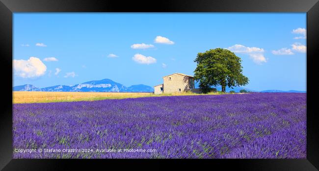 Valensole Lavender Field Panorama Framed Print by Stefano Orazzini