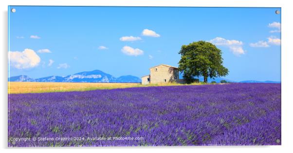 Valensole Lavender Field Panorama Acrylic by Stefano Orazzini