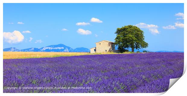 Valensole Lavender Field Panorama Print by Stefano Orazzini