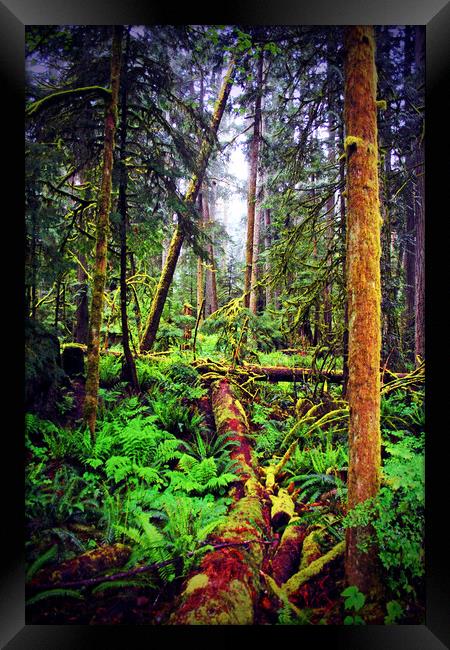 Carmanah Valley Ancient Rainforest Framed Print by Andy Evans Photos