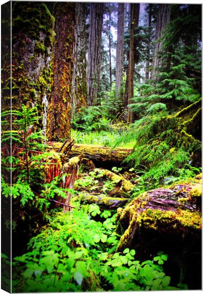 Carmanah Valley Ancient Rainforest Canvas Print by Andy Evans Photos