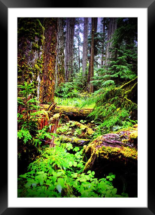 Carmanah Valley Ancient Rainforest Framed Mounted Print by Andy Evans Photos
