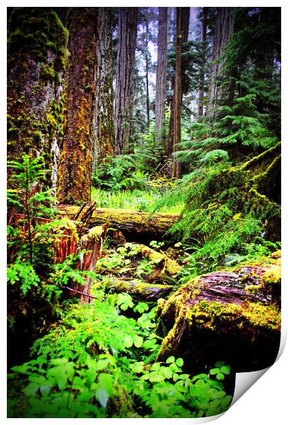 Carmanah Valley Ancient Rainforest Print by Andy Evans Photos