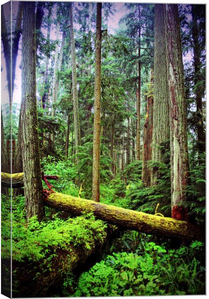 Carmanah Valley Ancient Rainforest Canvas Print by Andy Evans Photos