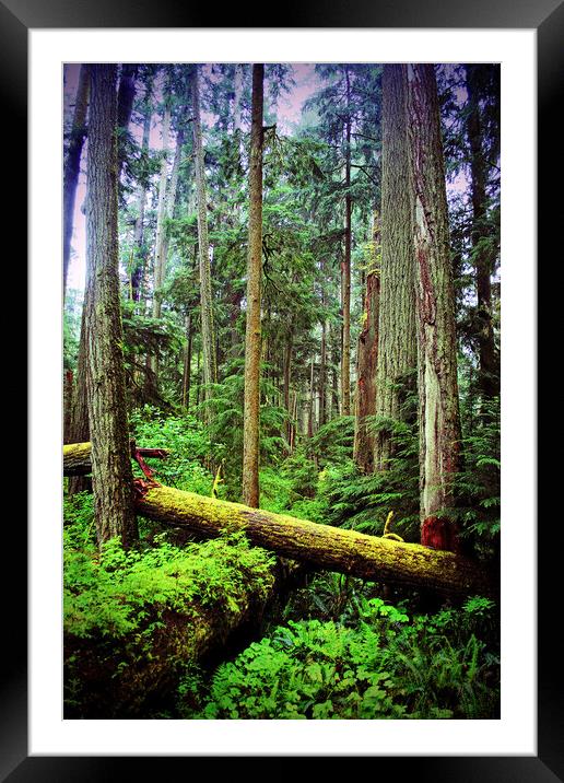 Carmanah Valley Ancient Rainforest Framed Mounted Print by Andy Evans Photos
