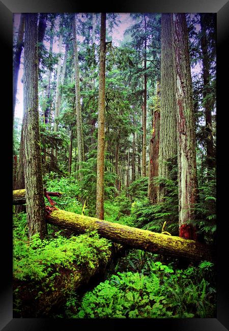 Carmanah Valley Ancient Rainforest Framed Print by Andy Evans Photos