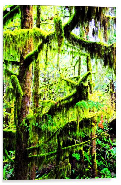 Carmanah Valley Ancient Rainforest Acrylic by Andy Evans Photos