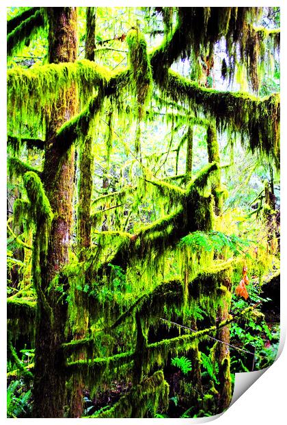 Carmanah Valley Ancient Rainforest Print by Andy Evans Photos