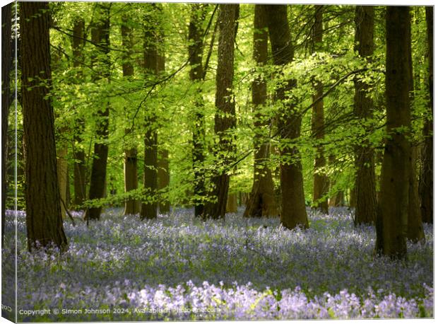 Bluebell Beechwood Cotwolds UK Canvas Print by Simon Johnson