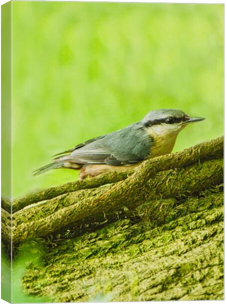 Colourful Nuthatch Perched Canvas Print by chris hyde