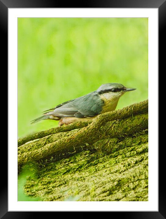 Colourful Nuthatch Perched Framed Mounted Print by chris hyde