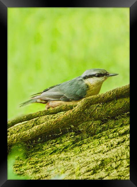 Colourful Nuthatch Perched Framed Print by chris hyde