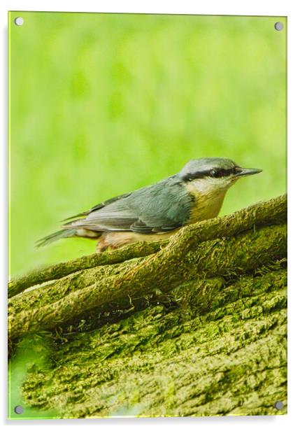 Colourful Nuthatch Perched Acrylic by chris hyde