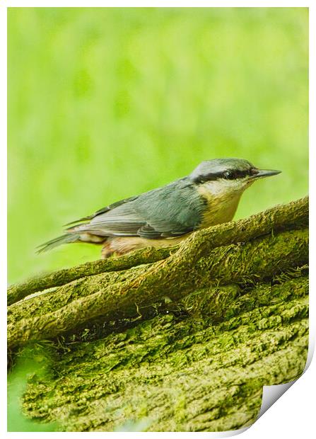 Colourful Nuthatch Perched Print by chris hyde
