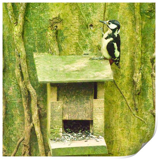 Woodpecker sitting on bird box Print by chris hyde